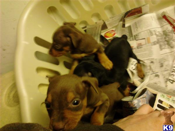 Puppies in NJ